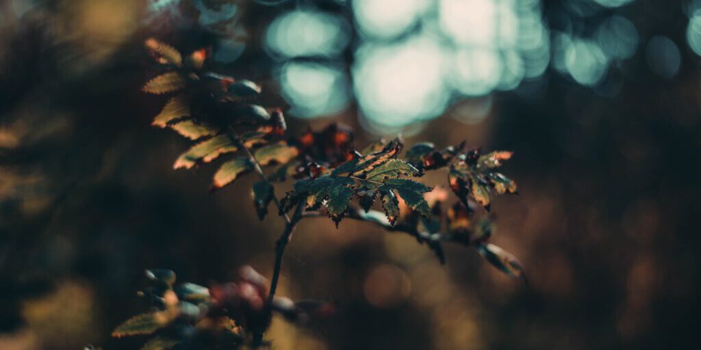 kristina-tamasauskaite-GG1gtucqEIY-unsplash-1024×683