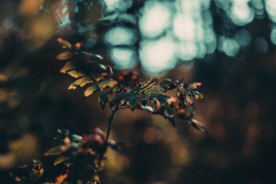 kristina-tamasauskaite-GG1gtucqEIY-unsplash-1024×683